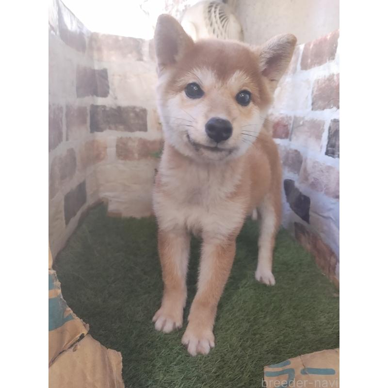 販売中の鹿児島県の柴犬-434551の3枚目