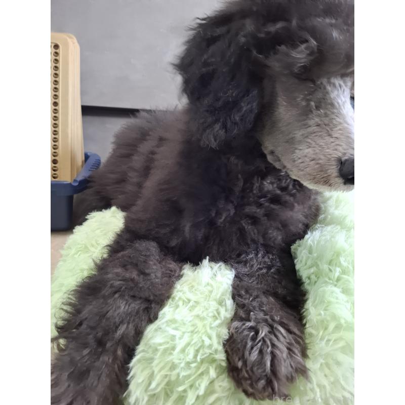 成約済の群馬県のスタンダードプードル-417099の5枚目