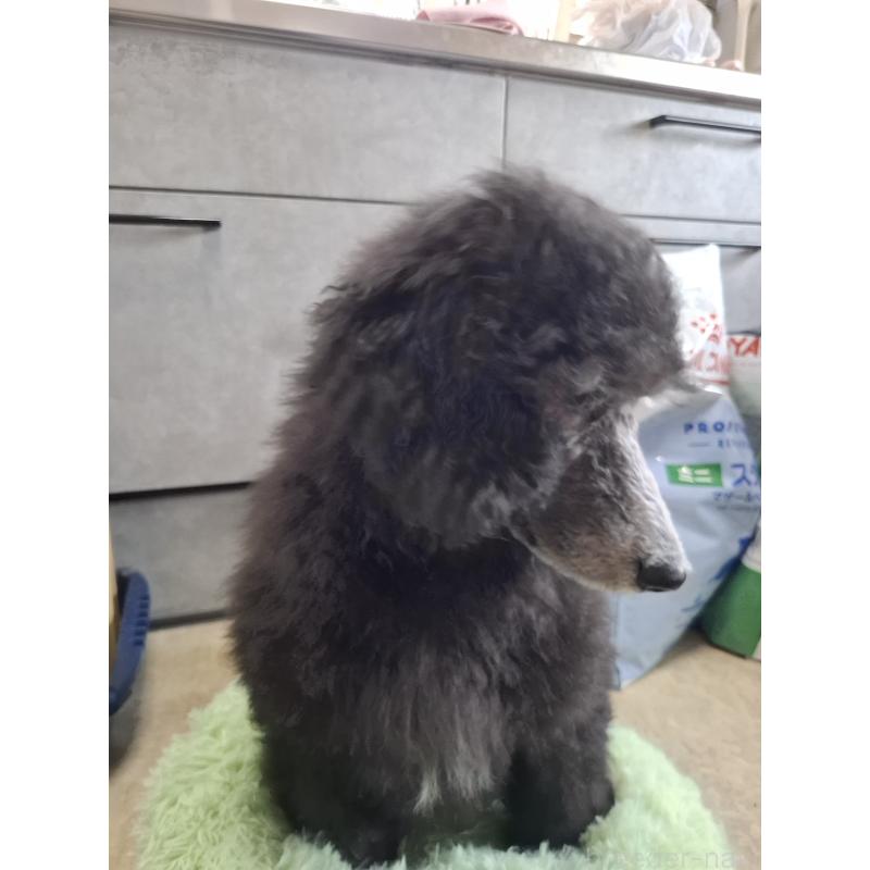 成約済の群馬県のスタンダードプードル-417099の4枚目