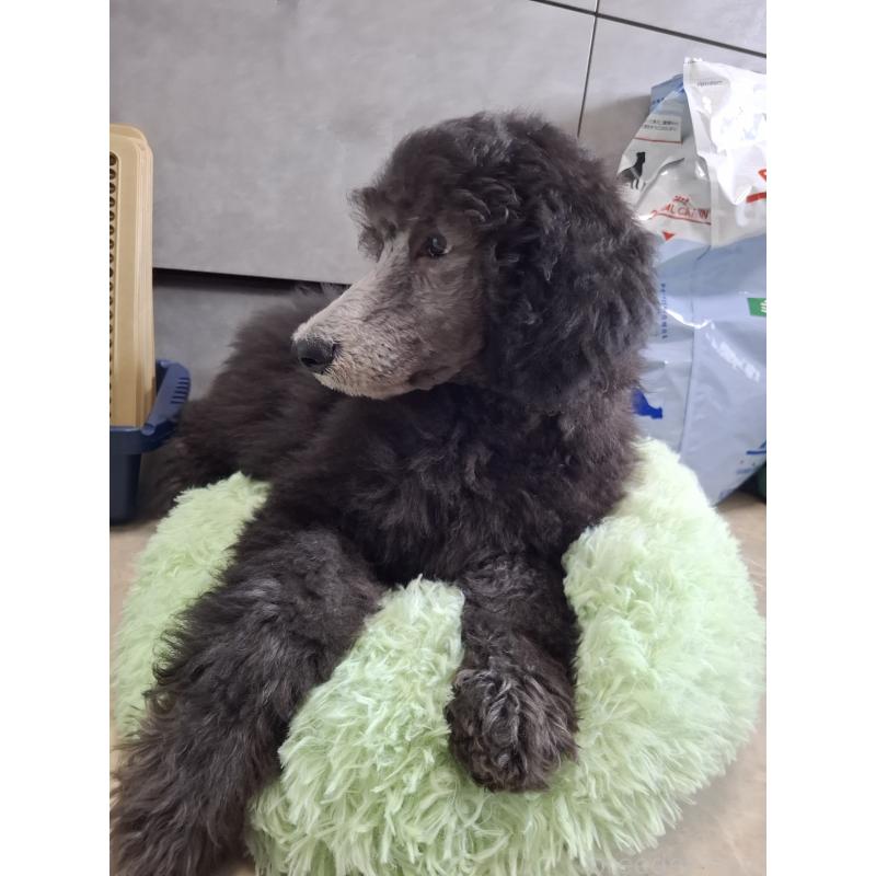 成約済の群馬県のスタンダードプードル-417099の3枚目