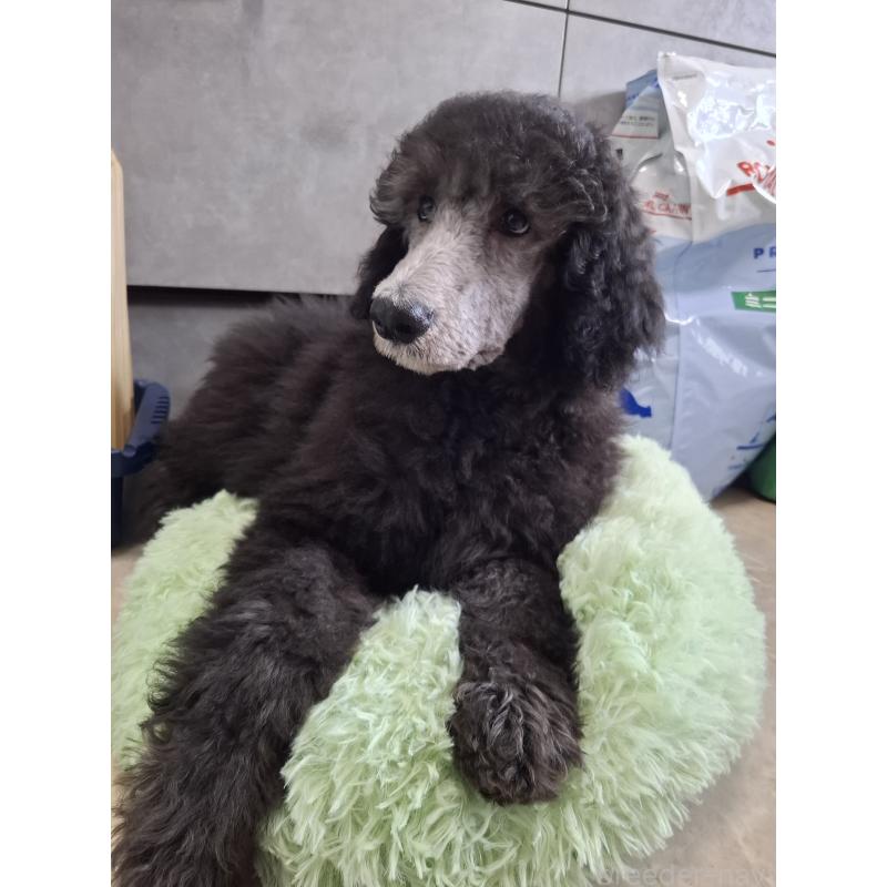 成約済の群馬県のスタンダードプードル-417099の2枚目