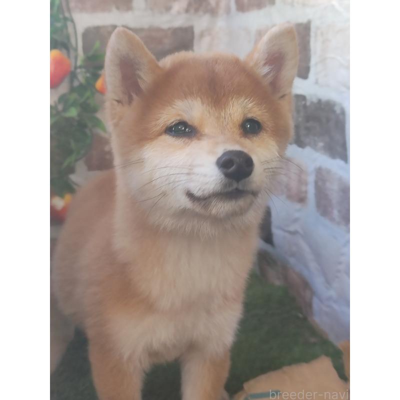 販売中の鹿児島県の豆柴-431248の5枚目