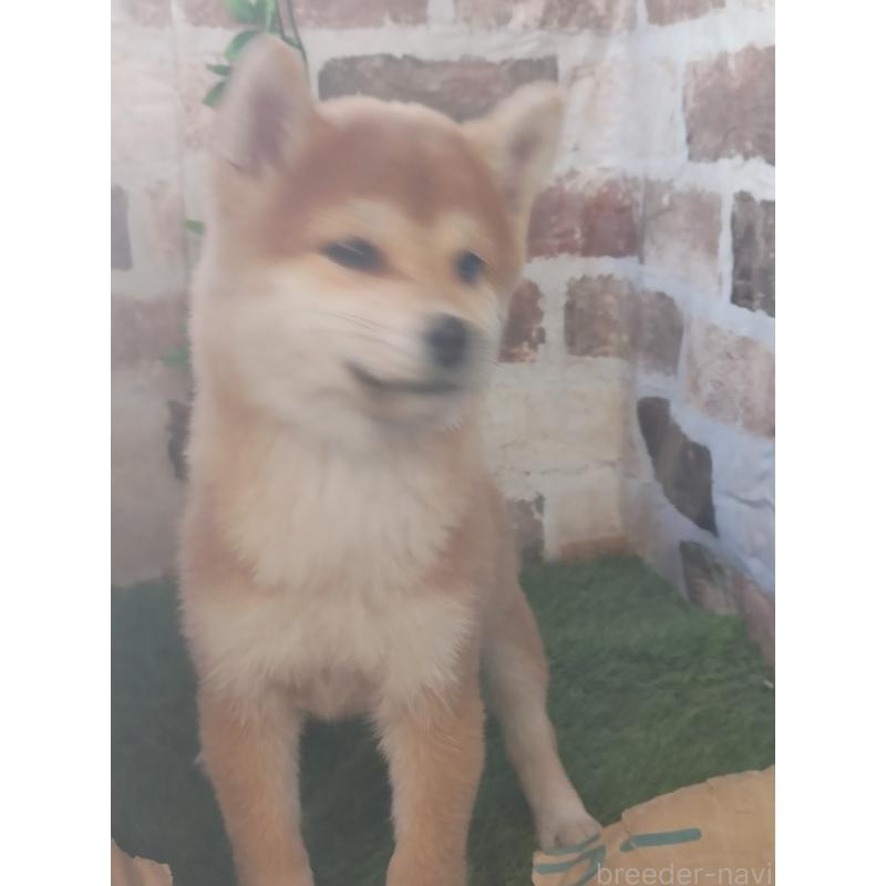 販売中の鹿児島県の豆柴-431248の3枚目