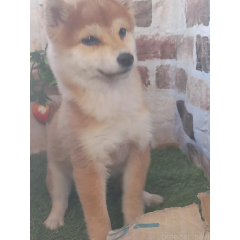 販売中の鹿児島県の豆柴-431248の2枚目