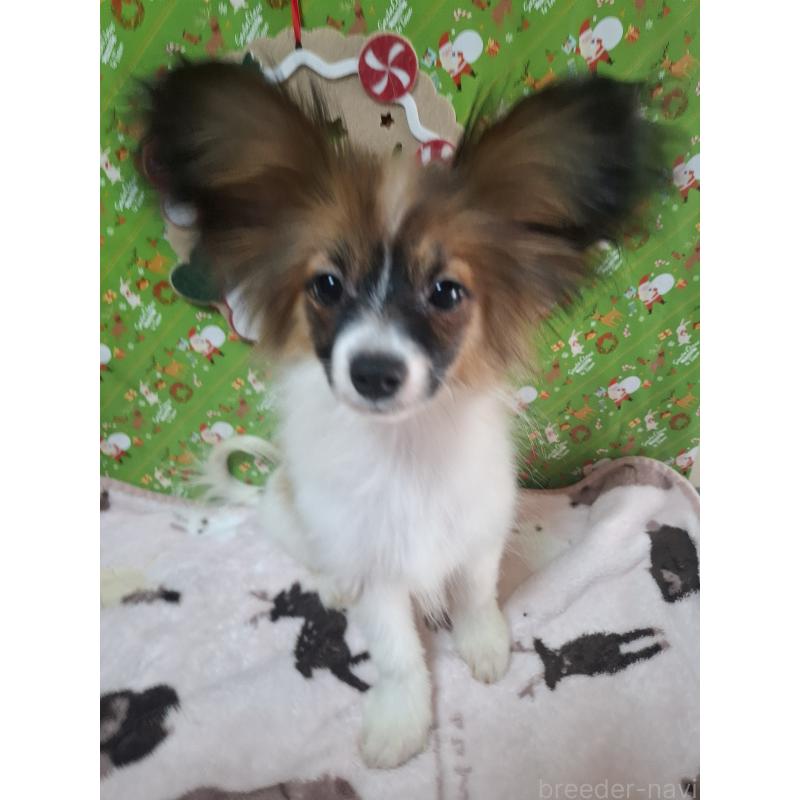 販売中の愛媛県のパピヨン-412094の8枚目