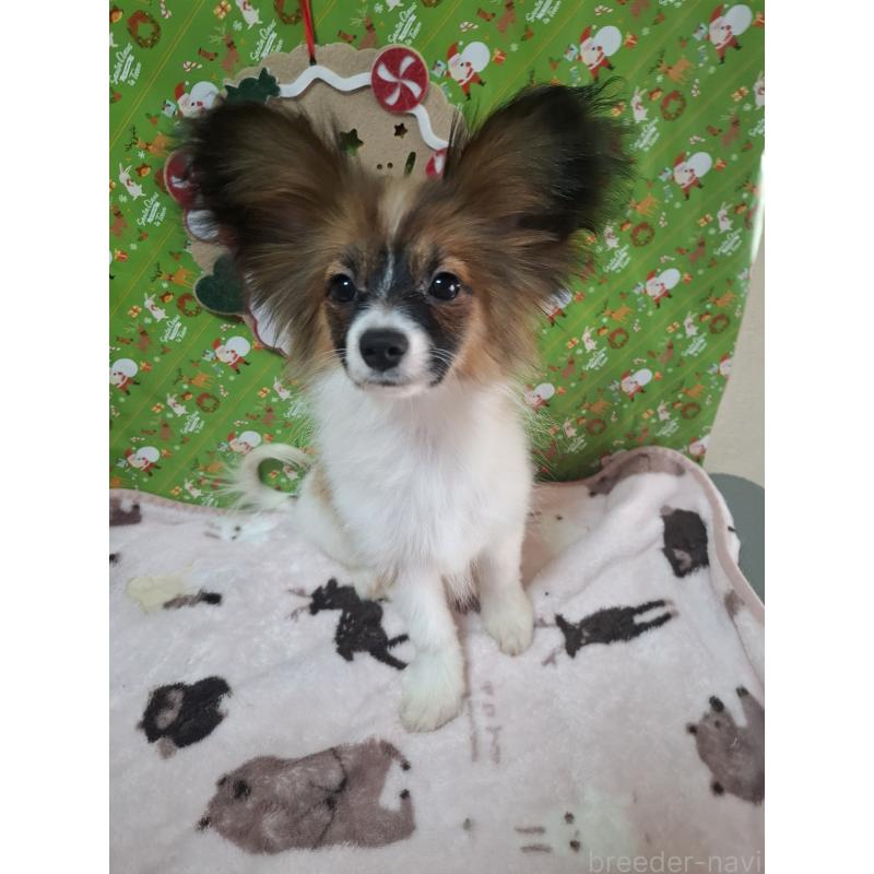 販売中の愛媛県のパピヨン-412094の7枚目