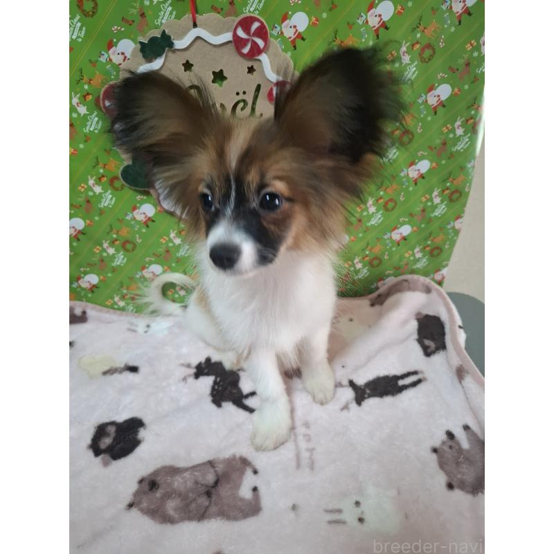 販売中の愛媛県のパピヨン-412094の6枚目