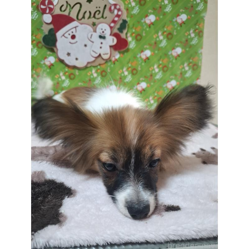 販売中の愛媛県のパピヨン-412094の5枚目