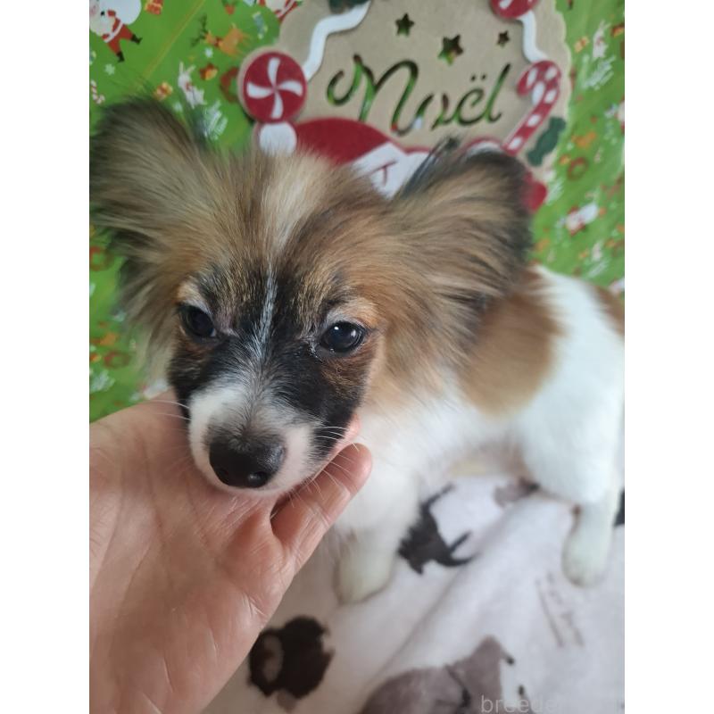 販売中の愛媛県のパピヨン-412094の4枚目