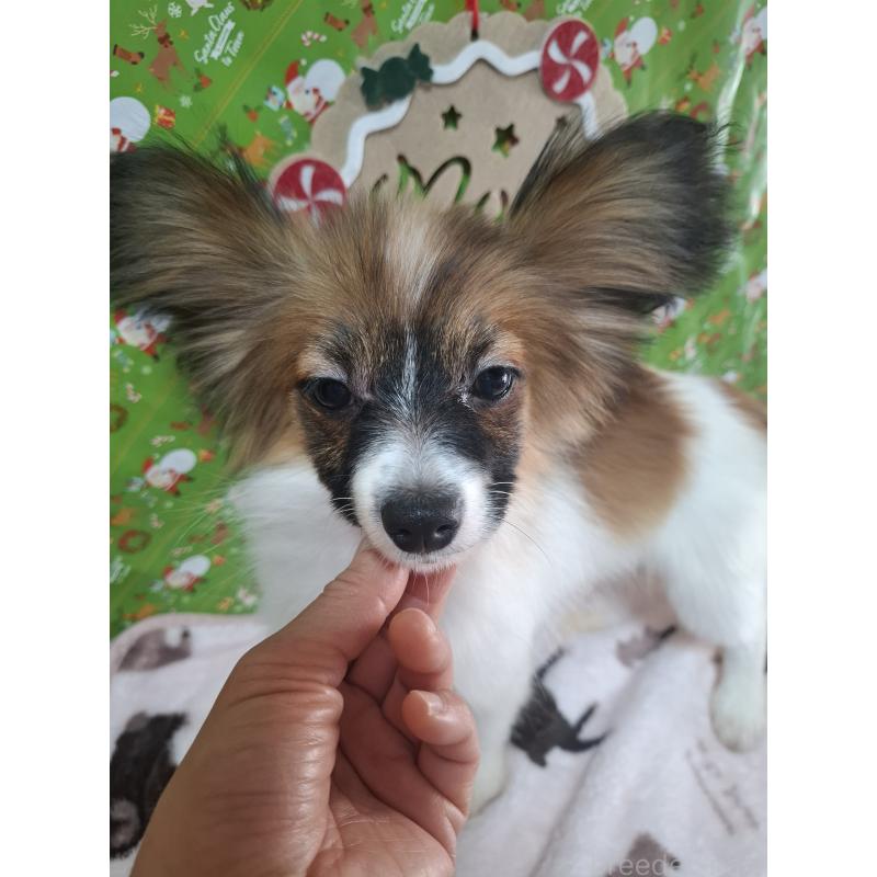 販売中の愛媛県のパピヨン-412094の3枚目