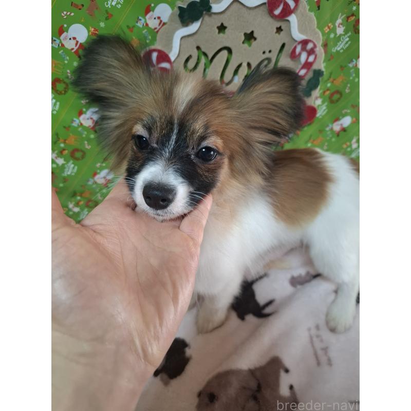 販売中の愛媛県のパピヨン-412094の2枚目