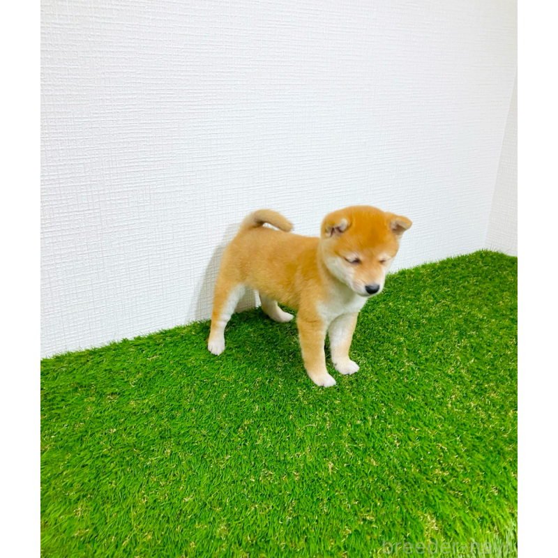 販売中の広島県の豆柴-434553の11枚目