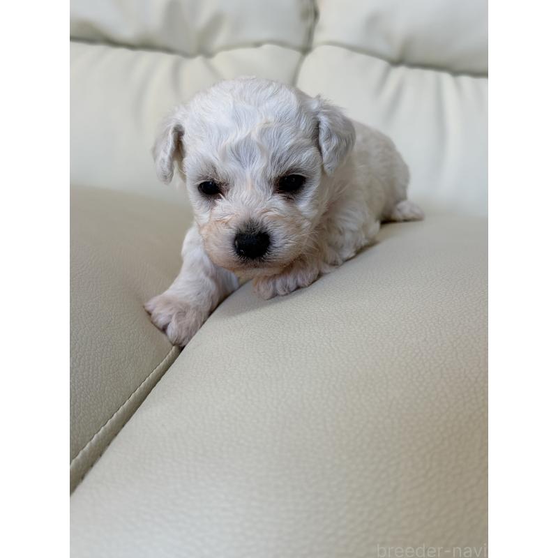 販売中の滋賀県のビションフリーゼ-434555の8枚目