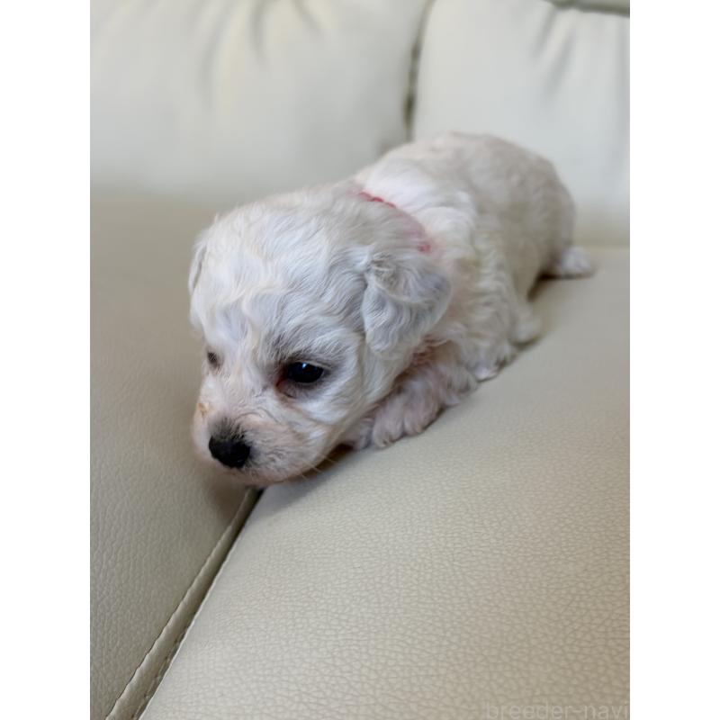 販売中の滋賀県のビションフリーゼ-434555の7枚目