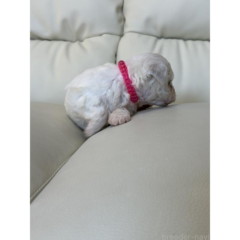 販売中の滋賀県のビションフリーゼ-434555の6枚目