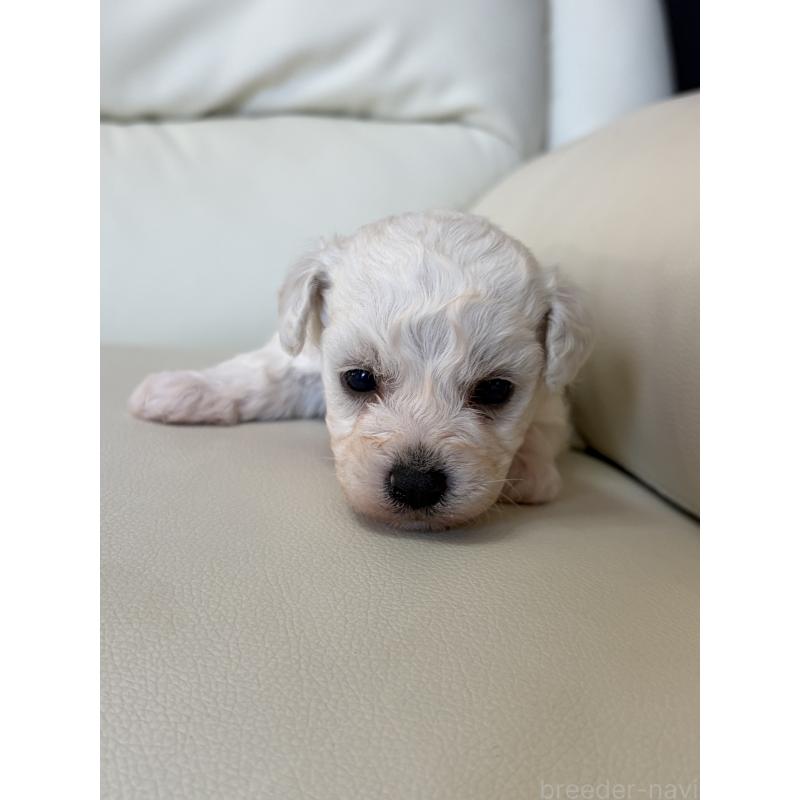 販売中の滋賀県のビションフリーゼ-434555の5枚目