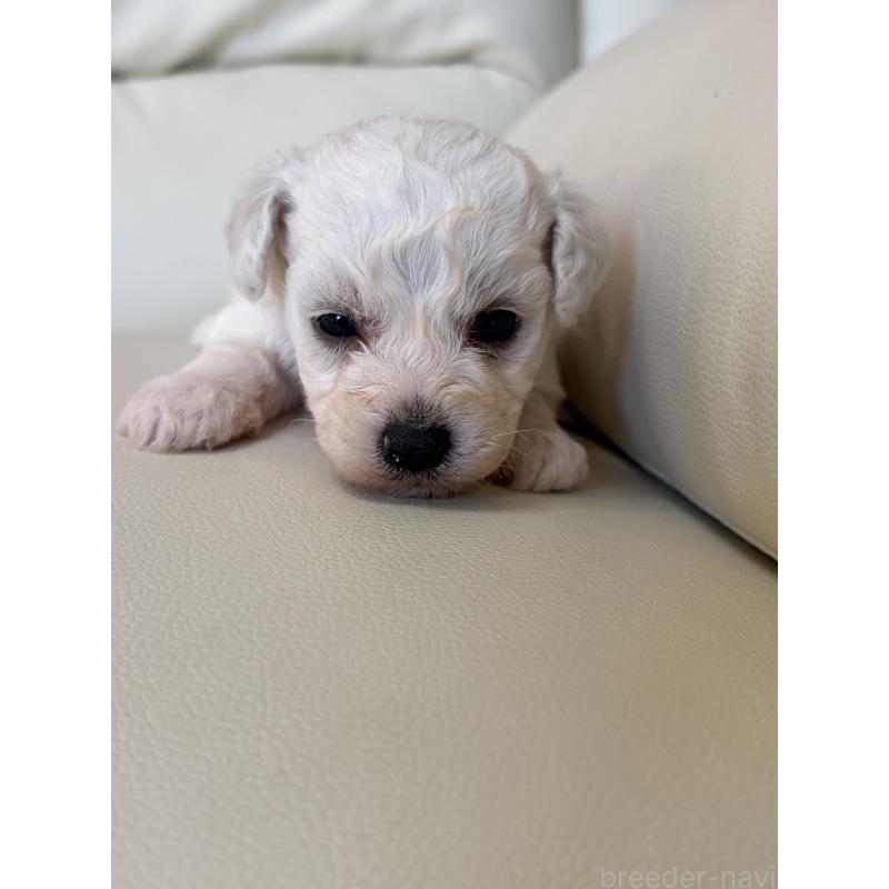 販売中の滋賀県のビションフリーゼ-434555の4枚目