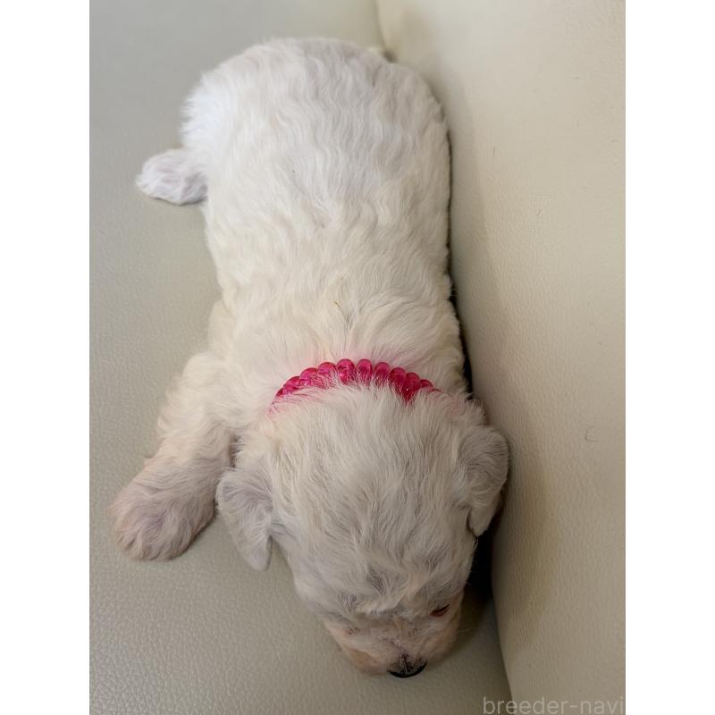 販売中の滋賀県のビションフリーゼ-434555の3枚目