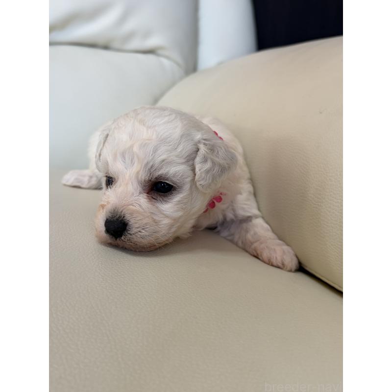 販売中の滋賀県のビションフリーゼ-434555の2枚目