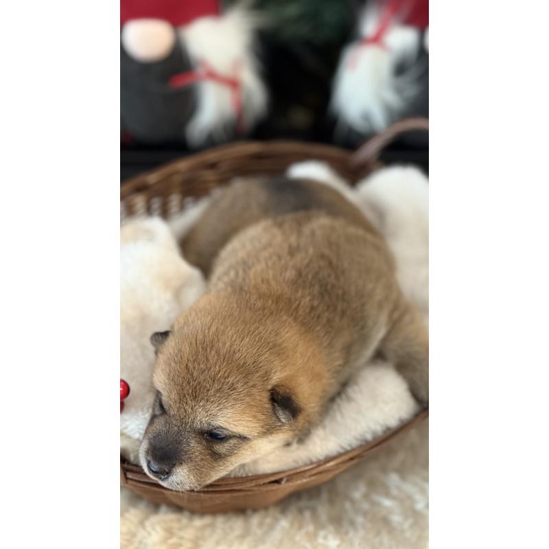 販売中の愛知県の柴犬-434558の2枚目