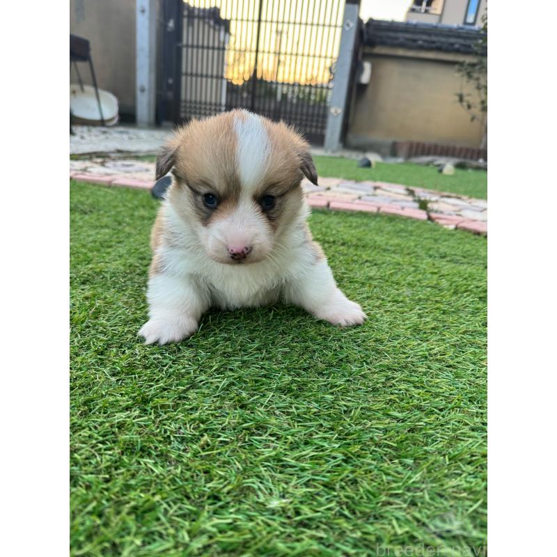 販売中の奈良県のウェルシュコーギーペンブローク-434557の4枚目