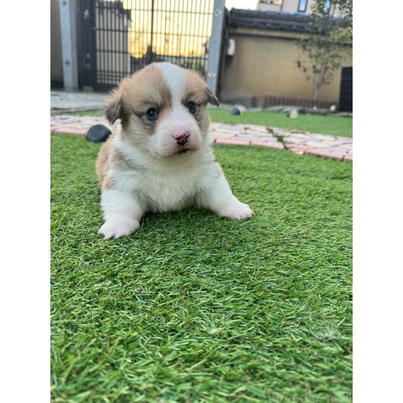 販売中の奈良県のウェルシュコーギーペンブローク-434557の3枚目