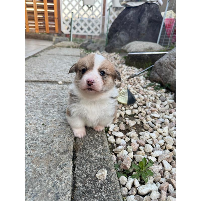 販売中の奈良県のウェルシュコーギーペンブローク-434557の2枚目