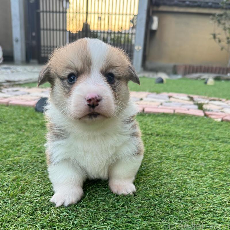 販売中の奈良県のウェルシュコーギーペンブローク-434557の1枚目