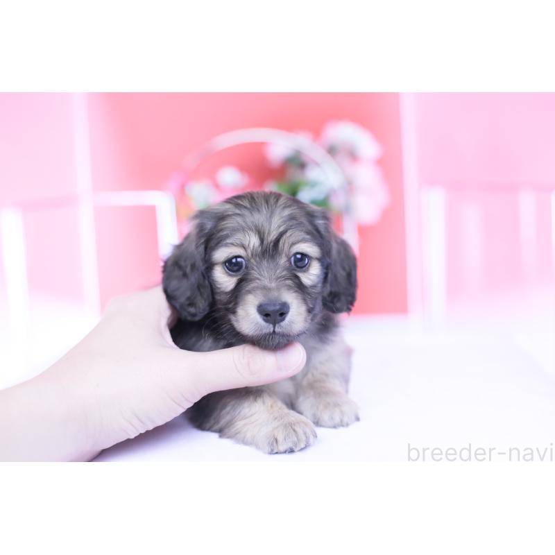 販売中の愛知県のカニンヘンダックスフンド(ロングヘアード)-434564の14枚目