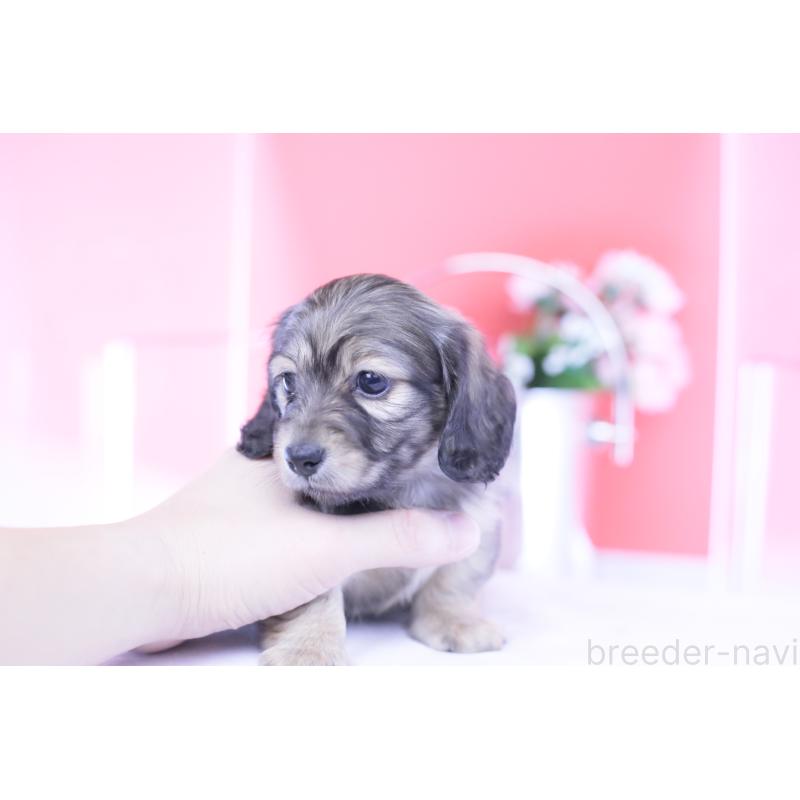 販売中の愛知県のカニンヘンダックスフンド(ロングヘアード)-434564の13枚目