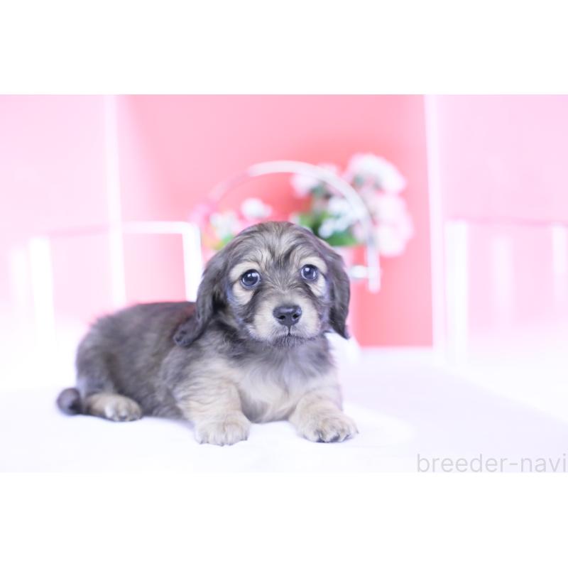 販売中の愛知県のカニンヘンダックスフンド(ロングヘアード)-434564の11枚目