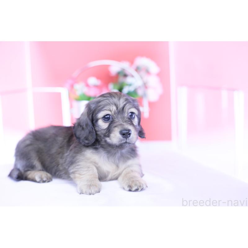 販売中の愛知県のカニンヘンダックスフンド(ロングヘアード)-434564の10枚目