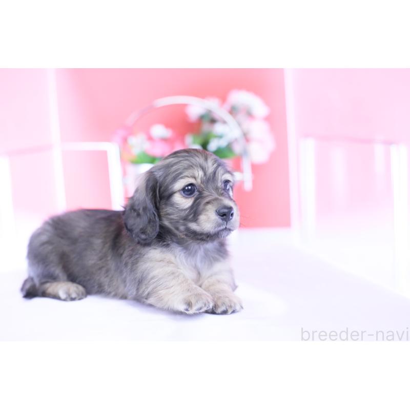 販売中の愛知県のカニンヘンダックスフンド(ロングヘアード)-434564の9枚目