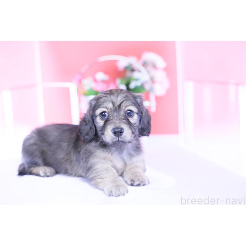 販売中の愛知県のカニンヘンダックスフンド(ロングヘアード)-434564の8枚目