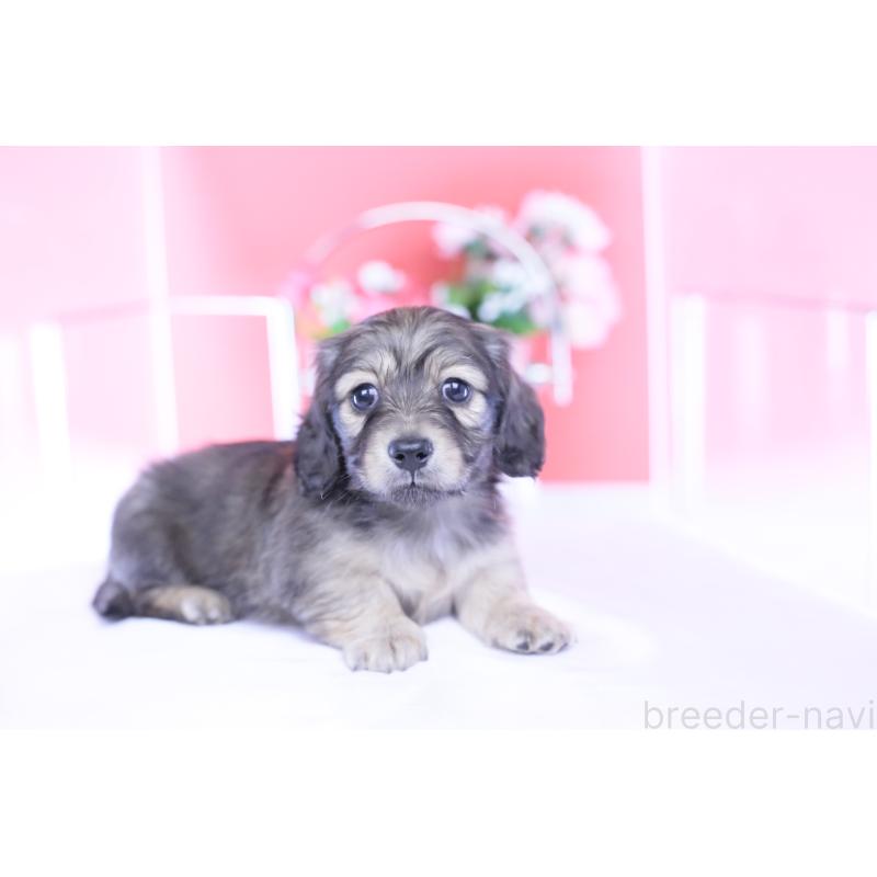 販売中の愛知県のカニンヘンダックスフンド(ロングヘアード)-434564の7枚目