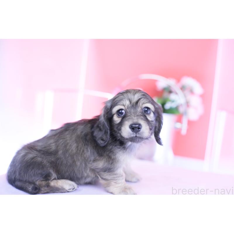 販売中の愛知県のカニンヘンダックスフンド(ロングヘアード)-434564の5枚目