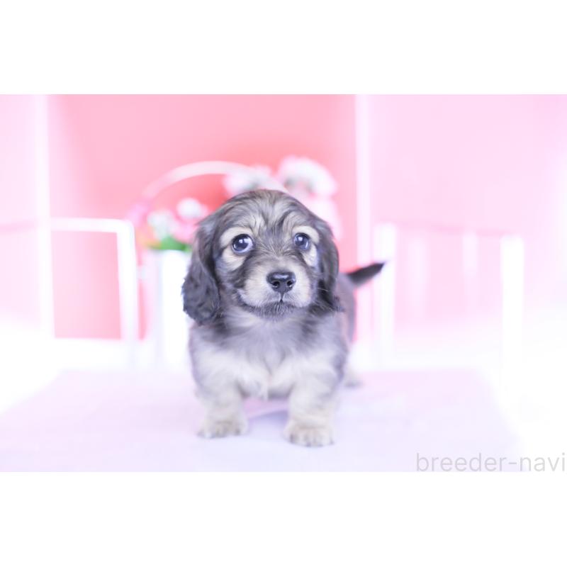 販売中の愛知県のカニンヘンダックスフンド(ロングヘアード)-434564の3枚目