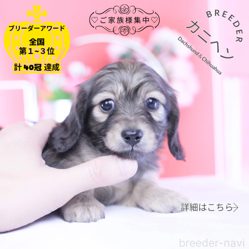 販売中の愛知県のカニンヘンダックスフンド(ロングヘアード)-434564の1枚目