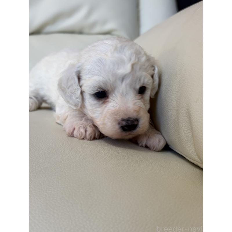 販売中の滋賀県のビションフリーゼ-434565の7枚目