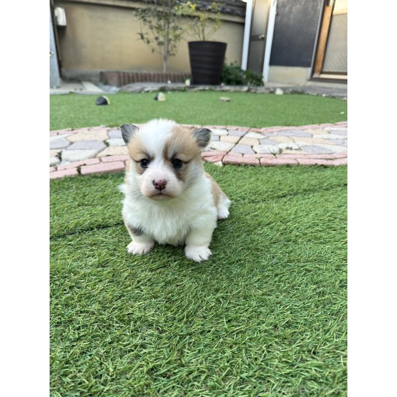 販売中の奈良県のウェルシュコーギーペンブローク-434560の3枚目