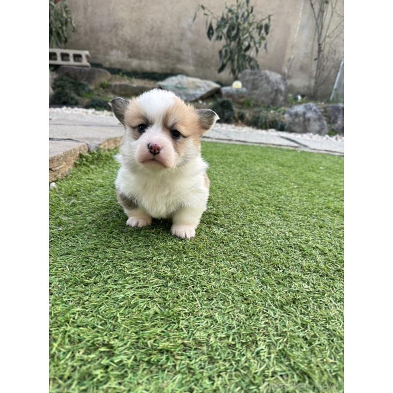 販売中の奈良県のウェルシュコーギーペンブローク-434560の2枚目