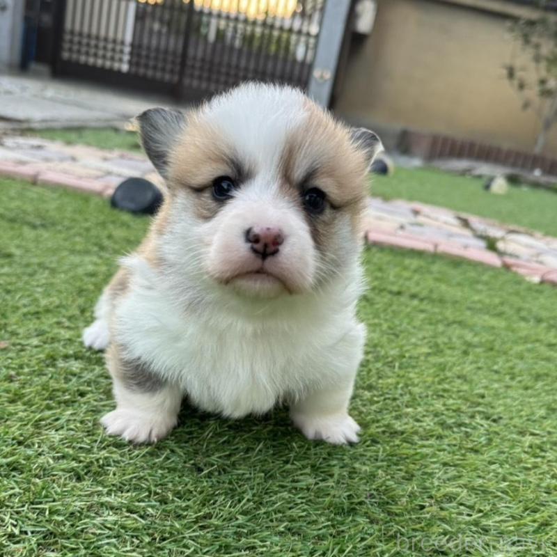 販売中の奈良県のウェルシュコーギーペンブローク-434560