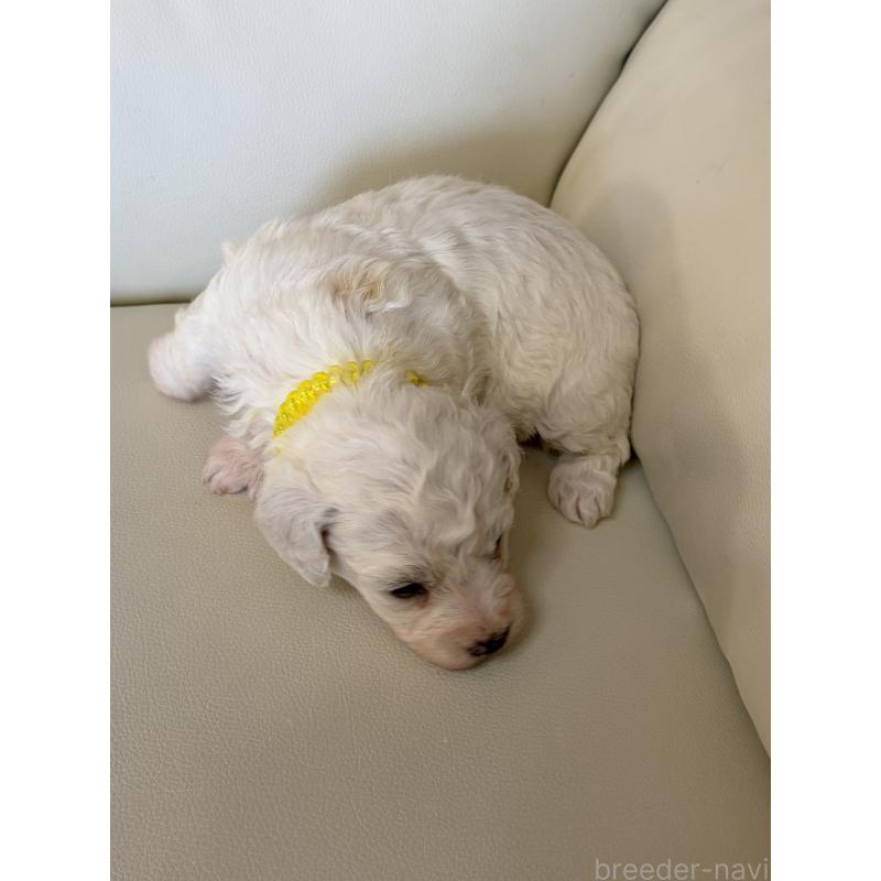 販売中の滋賀県のビションフリーゼ-434565の5枚目