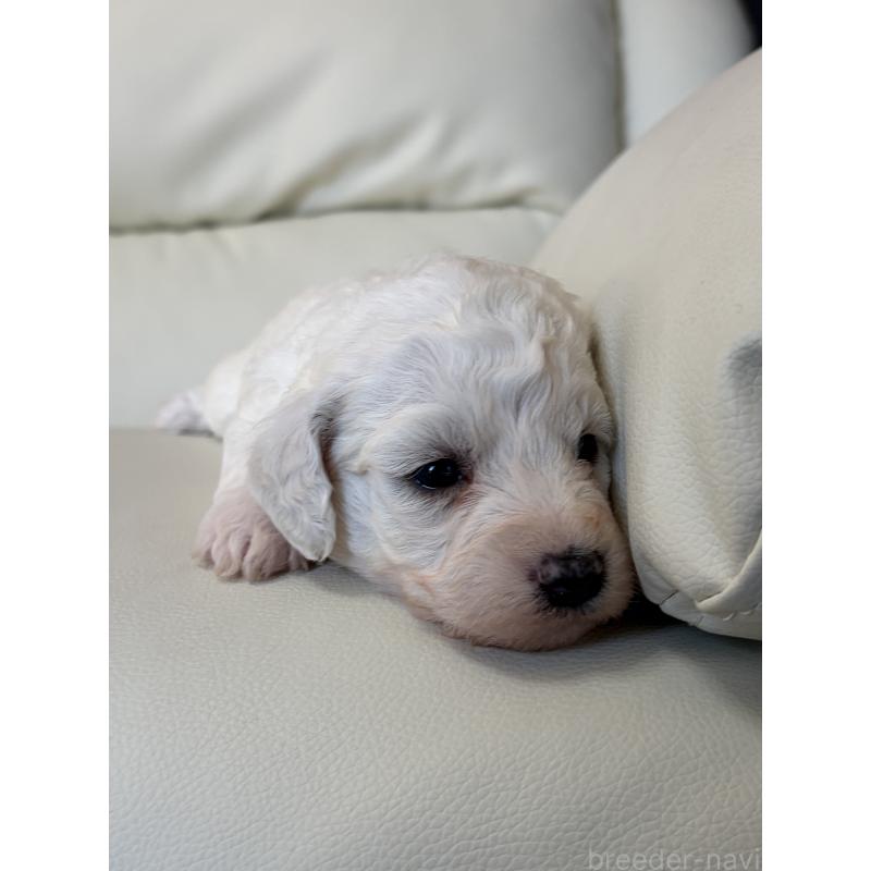 販売中の滋賀県のビションフリーゼ-434565の4枚目