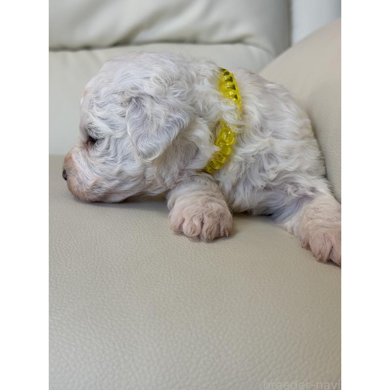 販売中の滋賀県のビションフリーゼ-434565の3枚目