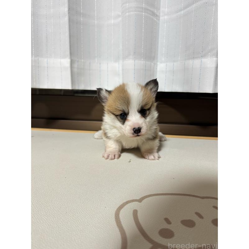 販売中の奈良県のウェルシュコーギーペンブローク-434562の6枚目