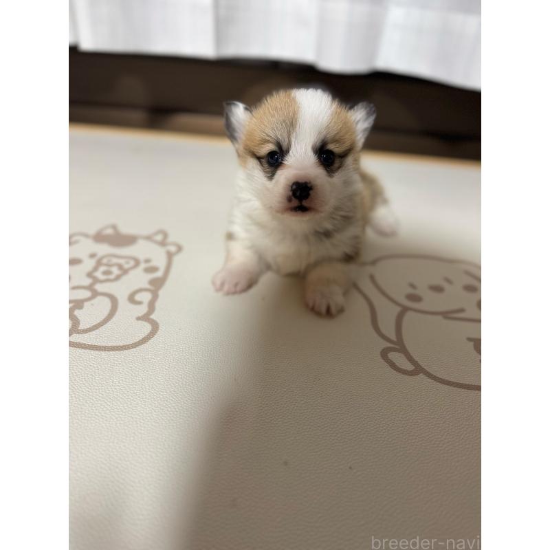 販売中の奈良県のウェルシュコーギーペンブローク-434562の5枚目