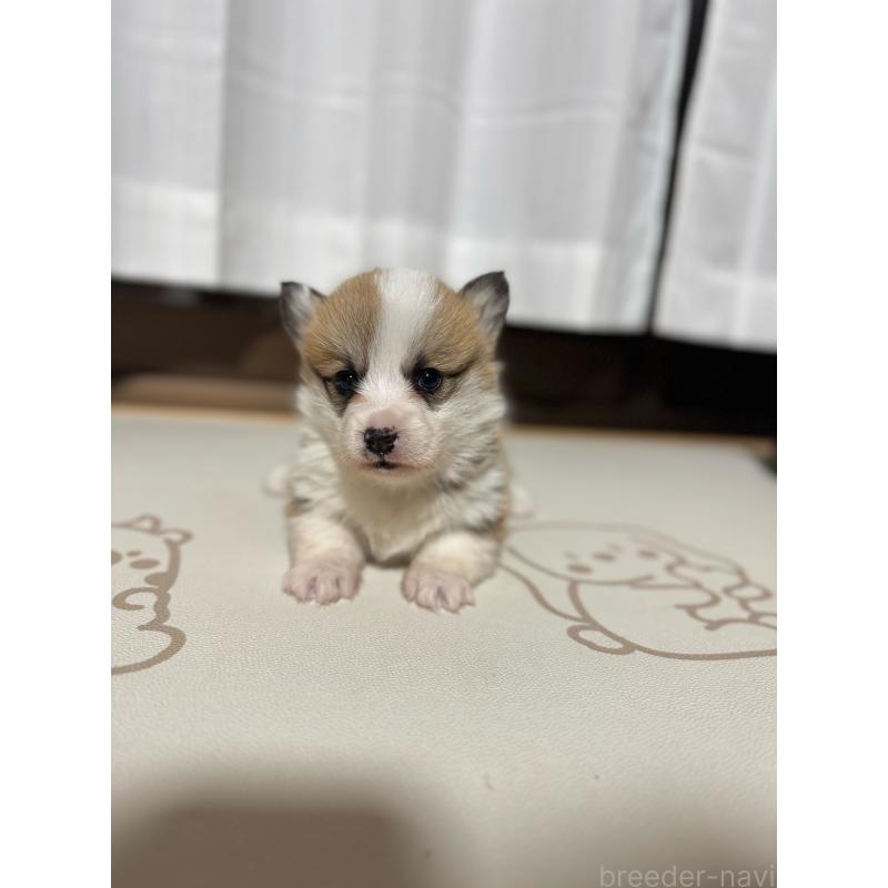 販売中の奈良県のウェルシュコーギーペンブローク-434562の4枚目