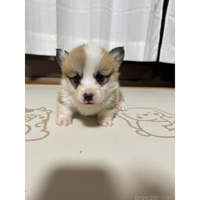 販売中の奈良県のウェルシュコーギーペンブローク-434562の3枚目