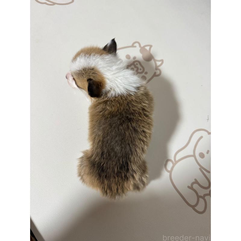 販売中の奈良県のウェルシュコーギーペンブローク-434562の2枚目